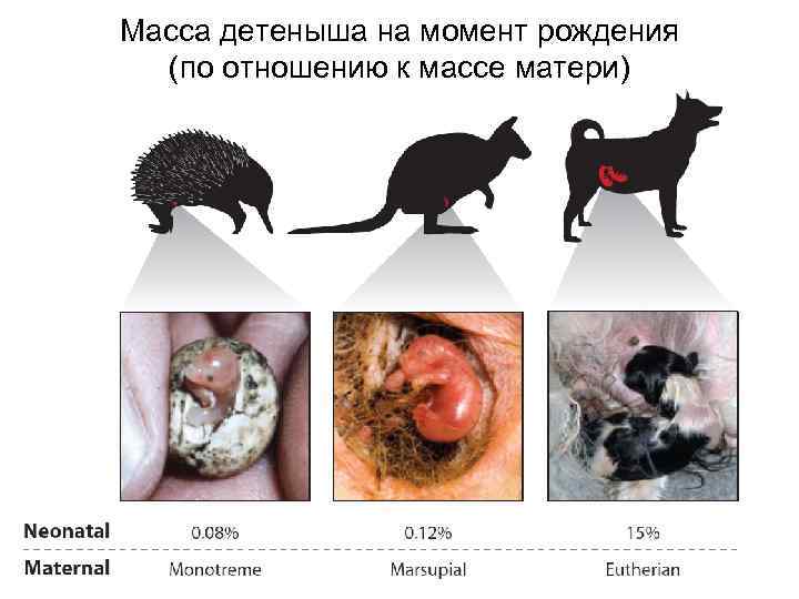 Масса детеныша на момент рождения (по отношению к массе матери) 