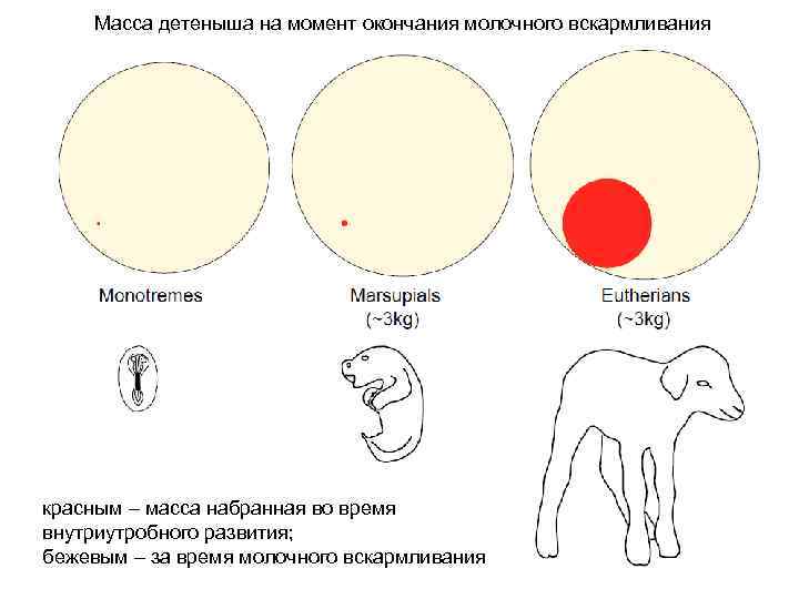 Масса детеныша на момент окончания молочного вскармливания красным – масса набранная во время внутриутробного