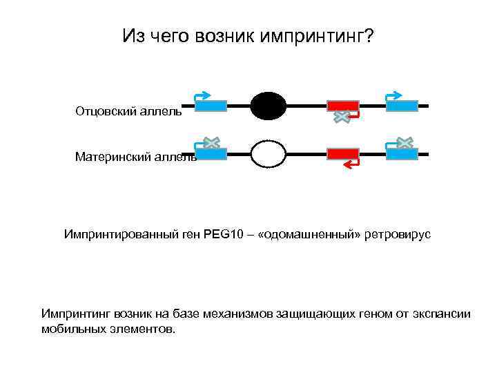 Из чего возник импринтинг? Отцовский аллель Материнский аллель Импринтированный ген PEG 10 – «одомашненный»