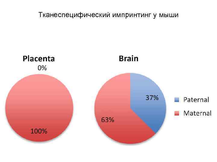 Тканеспецифический импринтинг у мыши 