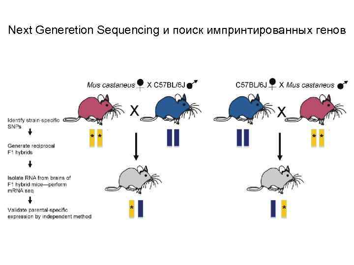 Next Generetion Sequencing и поиск импринтированных генов 