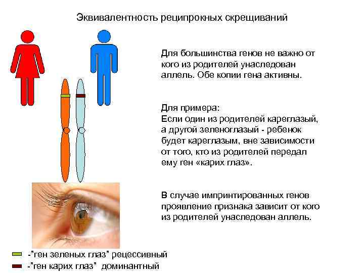 Эквивалентность реципрокных скрещиваний Для большинства генов не важно от кого из родителей унаследован аллель.