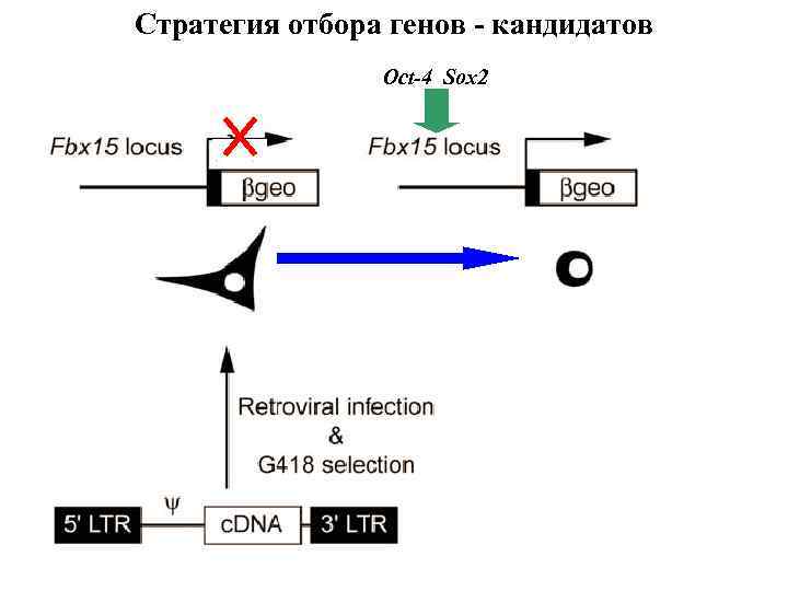 Стратегия отбора генов - кандидатов Oct-4 Sox 2 MEF i. PS 