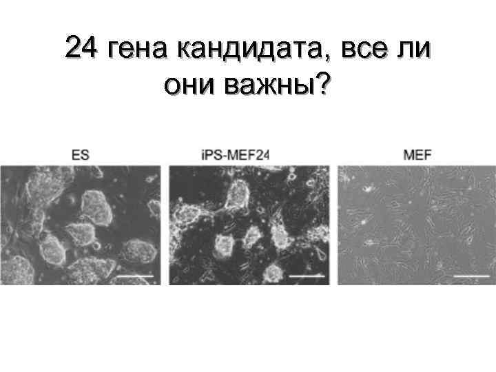 24 гена кандидата, все ли они важны? 