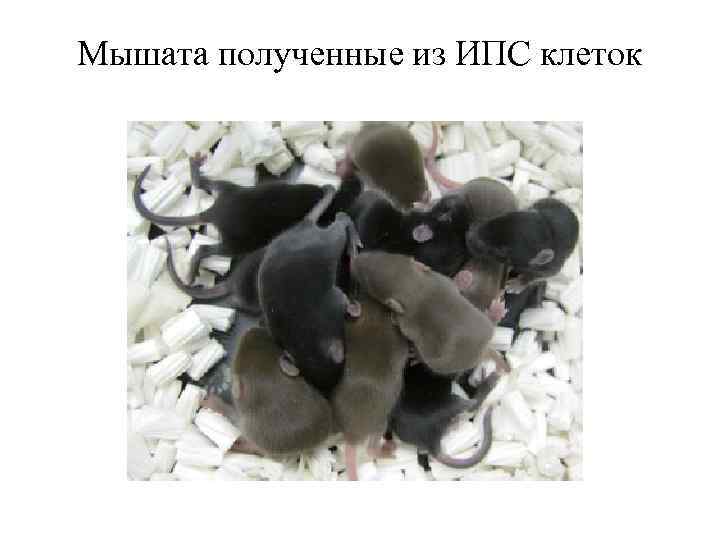 Мышата полученные из ИПС клеток 