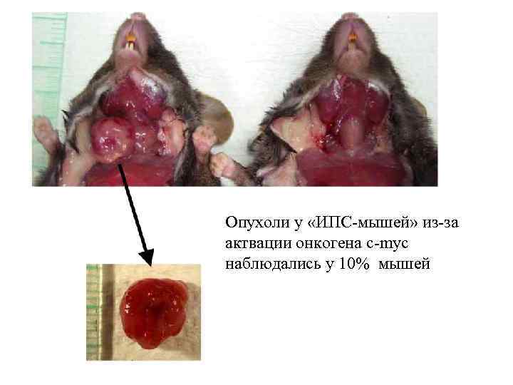 Опухоли у «ИПС-мышей» из-за актвации онкогена c-myc наблюдались у 10% мышей 