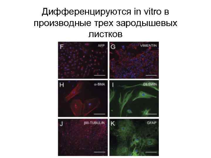 Дифференцируются in vitro в производные трех зародышевых листков 