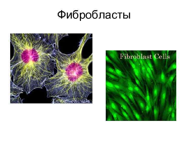 Фибробласты 