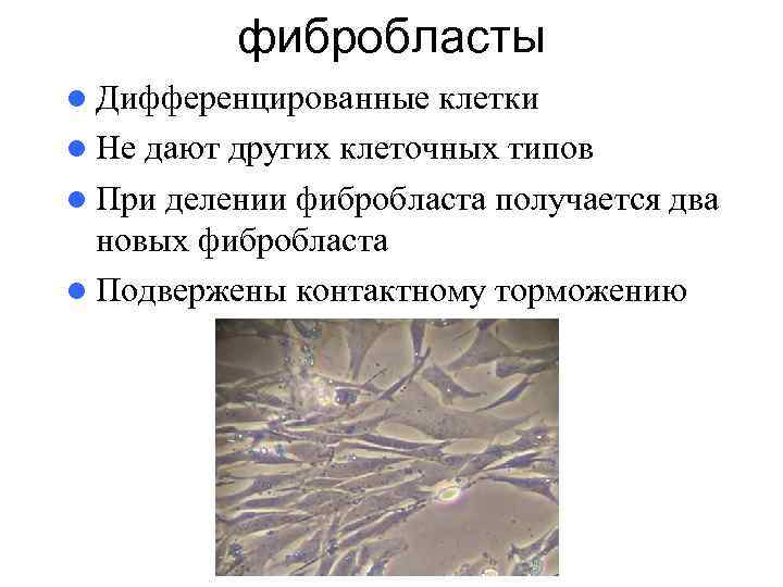 фибробласты l Дифференцированные клетки l Не дают других клеточных типов l При делении фибробласта
