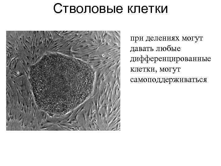 Стволовые клетки при делениях могут давать любые дифференцированные клетки, могут самоподдерживаться 