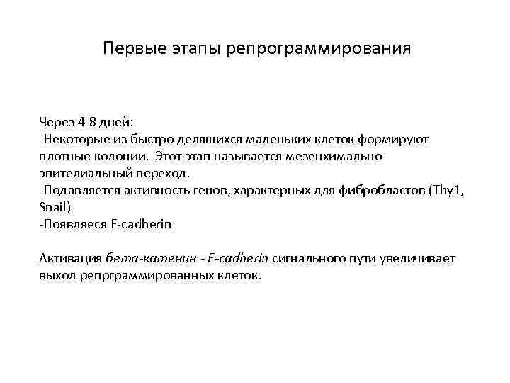 Первые этапы репрограммирования Через 4 -8 дней: -Некоторые из быстро делящихся маленьких клеток формируют