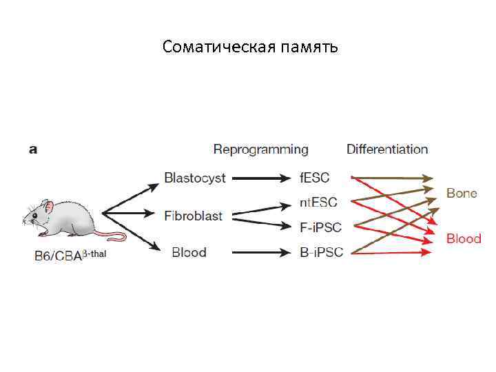 Соматическая память 