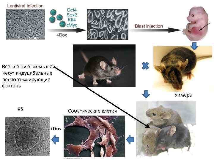 Все клетки этих мышей несут индуцибельные репрораммирующие факторы химера i. PS Соматические клетки +Dox