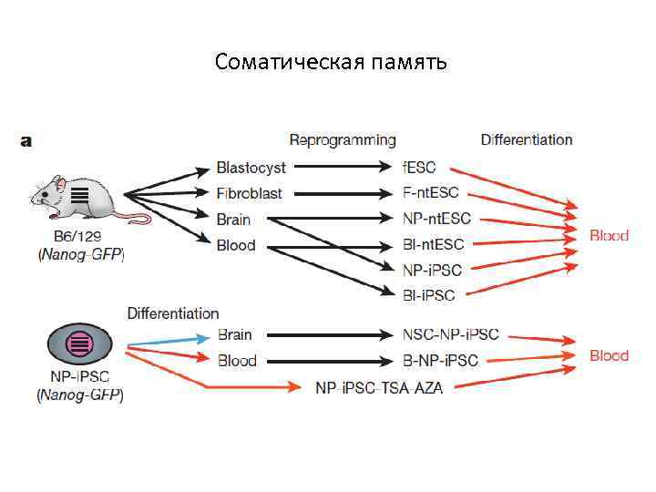 Соматическая память 