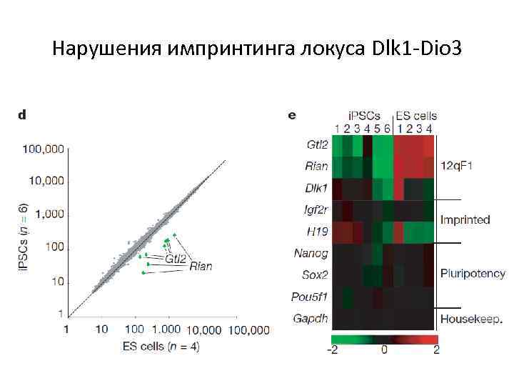 Нарушения импринтинга локуса Dlk 1 -Dio 3 