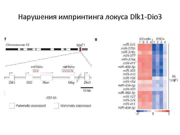 Нарушения импринтинга локуса Dlk 1 -Dio 3 