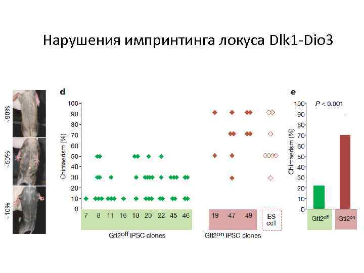 Нарушения импринтинга локуса Dlk 1 -Dio 3 