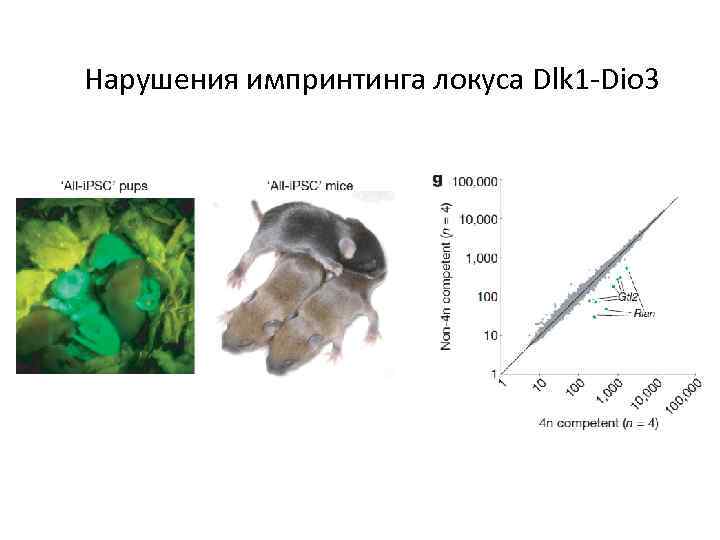 Нарушения импринтинга локуса Dlk 1 -Dio 3 