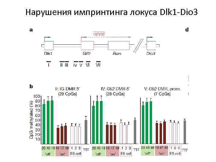 Нарушения импринтинга локуса Dlk 1 -Dio 3 