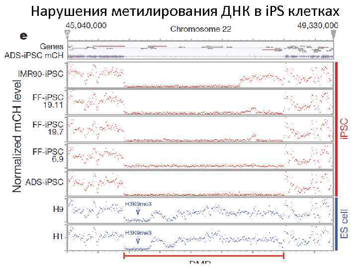 Нарушения метилирования ДНК в i. PS клетках 