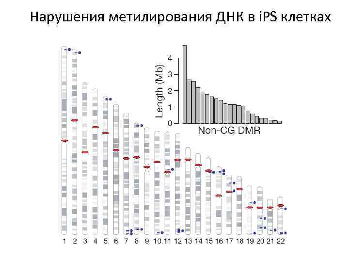 Нарушения метилирования ДНК в i. PS клетках 