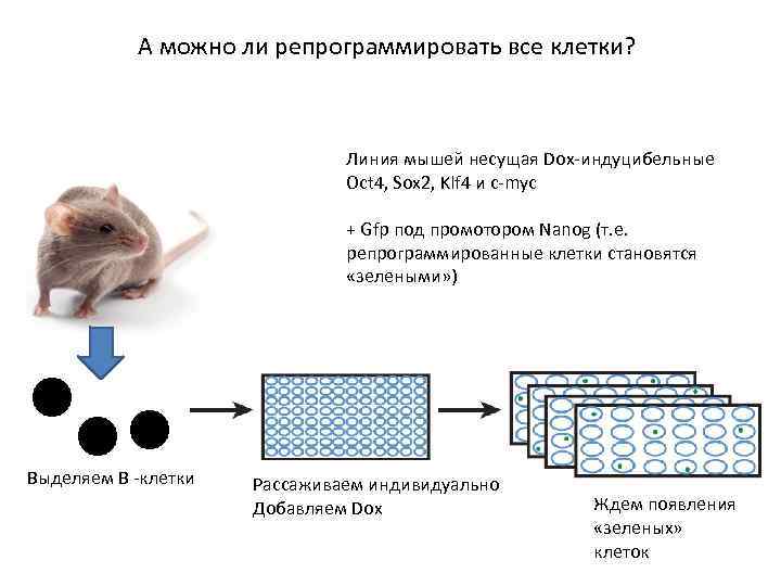 А можно ли репрограммировать все клетки? Линия мышей несущая Dox-индуцибельные Oct 4, Sox 2,