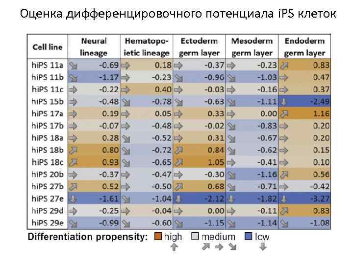 Оценка дифференцировочного потенциала i. PS клеток 