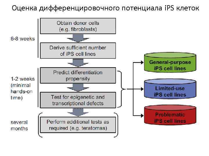 Оценка дифференцировочного потенциала i. PS клеток 