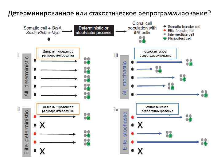 Детерминированное или стахостическое репрограммирование? Детерминированное репрограммирование стахостическое репрограммирование 