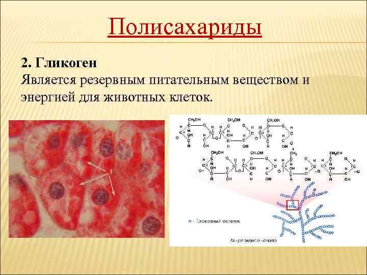 Полисахариды 2. Гликоген Является резервным питательным веществом и энергией для животных клеток. 