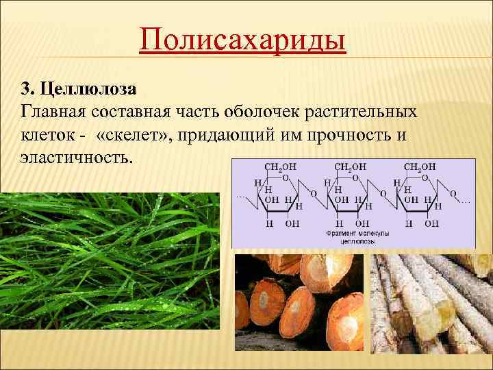 Полисахариды 3. Целлюлоза Главная составная часть оболочек растительных клеток - «скелет» , придающий им