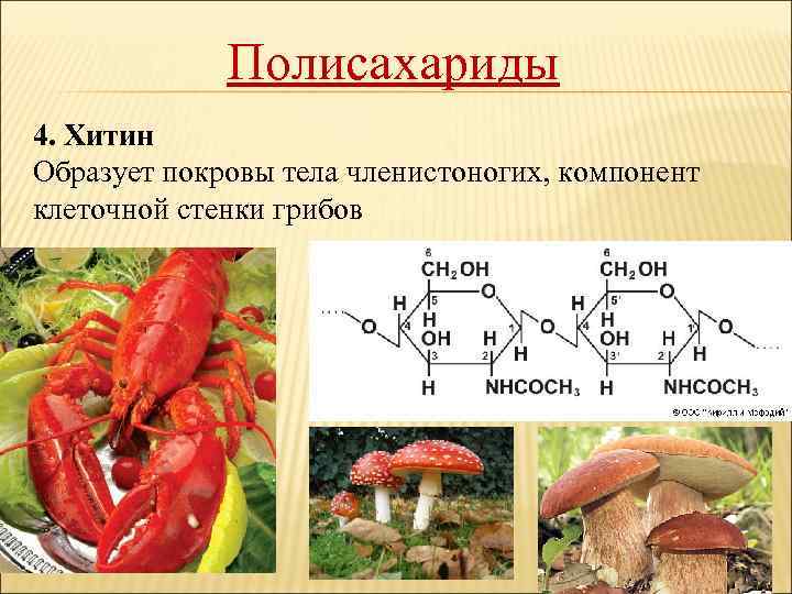 Полисахариды 4. Хитин Образует покровы тела членистоногих, компонент клеточной стенки грибов 