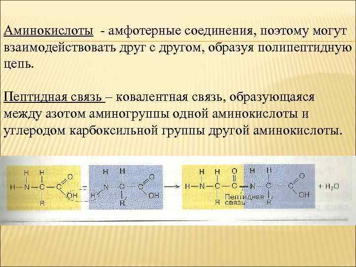 Аминокислоты - амфотерные соединения, поэтому могут взаимодействовать друг с другом, образуя полипептидную цепь. Пептидная