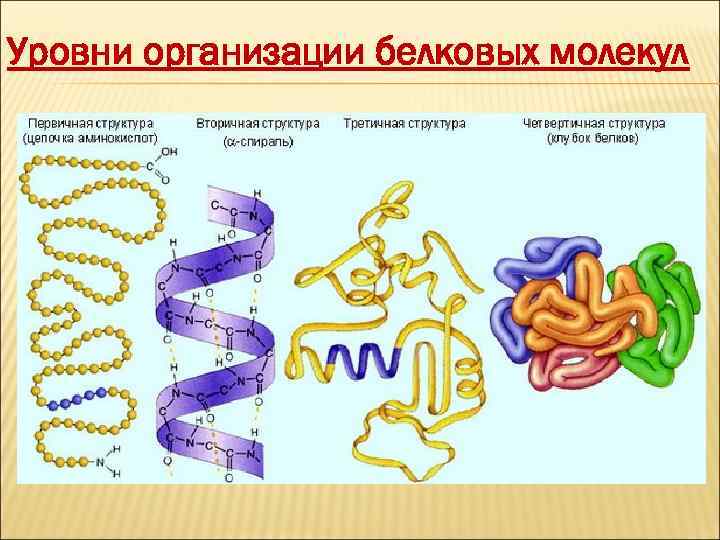 Уровни организации белковых молекул 
