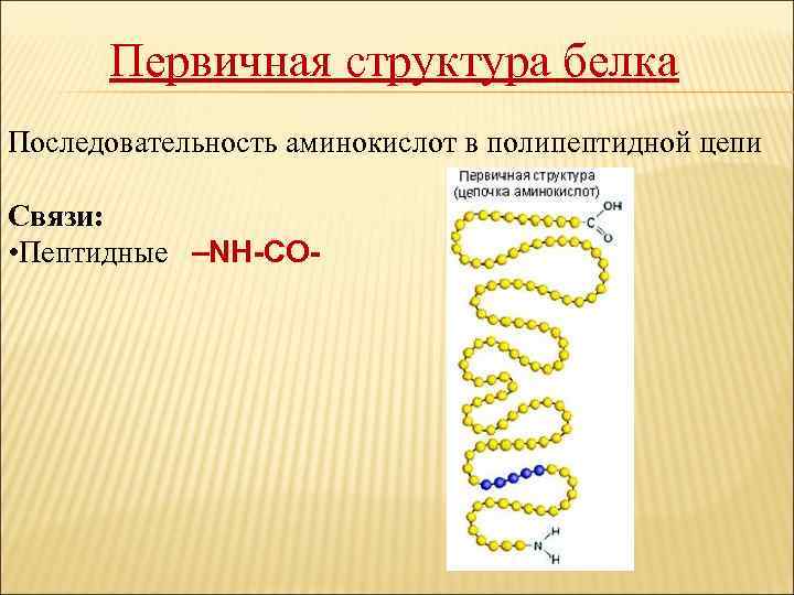 Первичная структура белка Последовательность аминокислот в полипептидной цепи Связи: • Пептидные –NH-CO- 