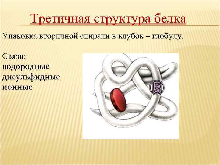 Третичная структура белка Упаковка вторичной спирали в клубок – глобулу. Связи: водородные дисульфидные ионные