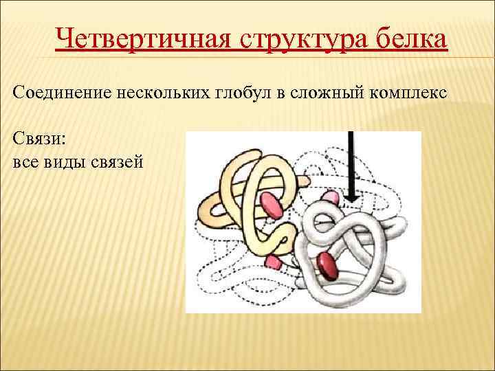 Четвертичная структура белка Соединение нескольких глобул в сложный комплекс Связи: все виды связей 
