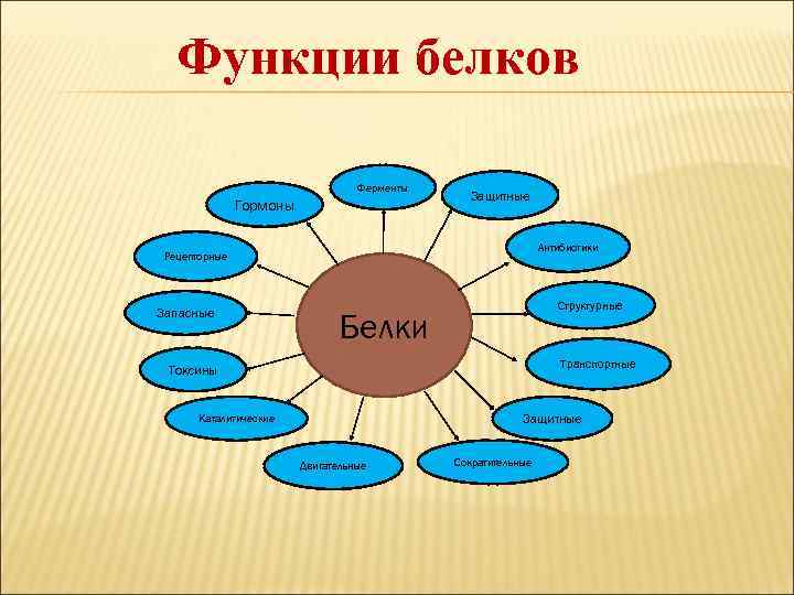 Функции белков Ферменты Гормоны Защитные Антибиотики Рецепторные Запасные Структурные Белки Транспортные Токсины Защитные Каталитические