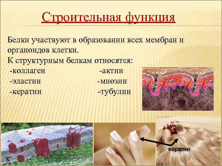 Строительная функция Белки участвуют в образовании всех мембран и органоидов клетки. К структурным белкам