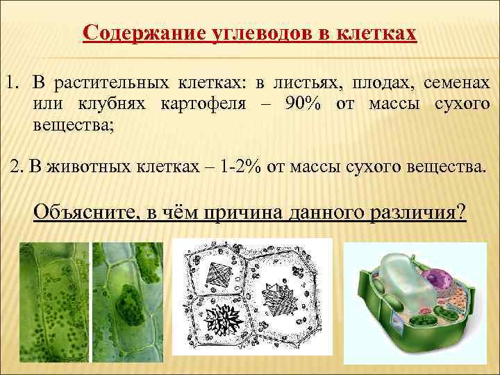 Содержание углеводов в клетках 1. В растительных клетках: в листьях, плодах, семенах или клубнях
