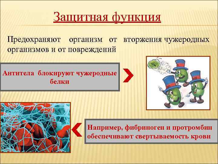 Защитная функция Предохраняют организм от вторжения чужеродных организмов и от повреждений Антитела блокируют чужеродные