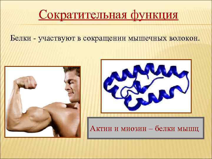 Сократительная функция Белки - участвуют в сокращении мышечных волокон. Актин и миозин – белки