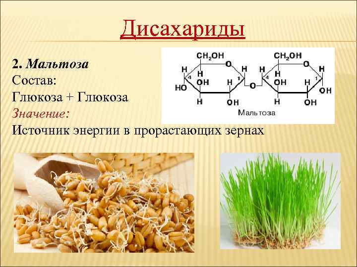 Дисахариды 2. Мальтоза Состав: Глюкоза + Глюкоза Значение: Источник энергии в прорастающих зернах 