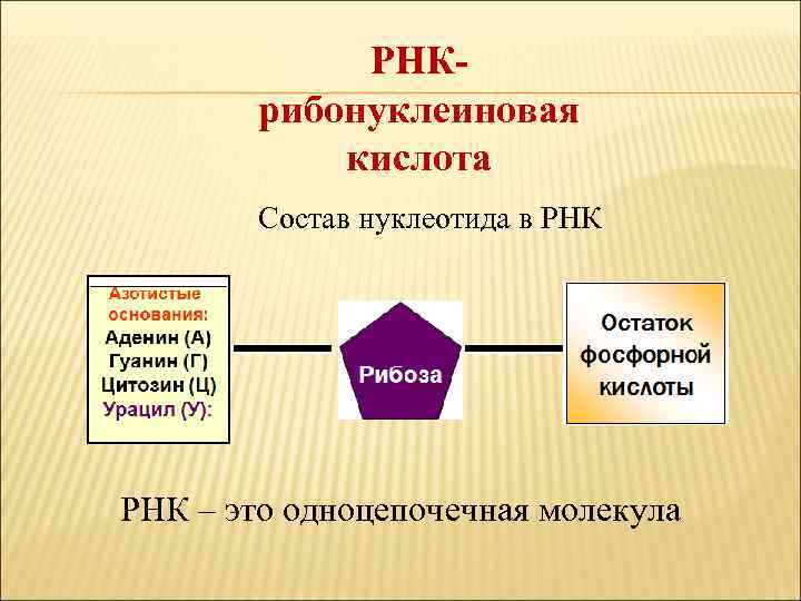 РНКрибонуклеиновая кислота Состав нуклеотида в РНК – это одноцепочечная молекула 