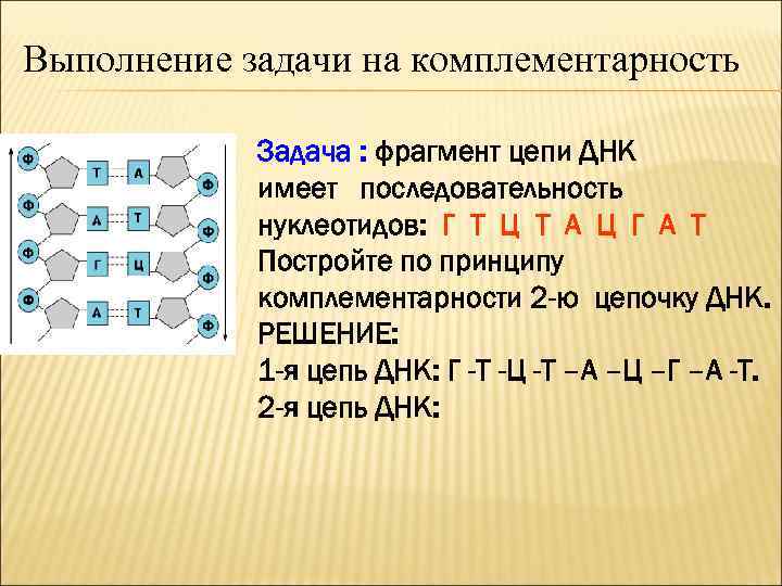 Комплементарность цепей днк