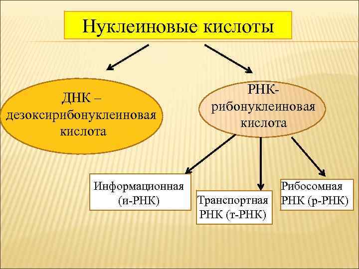 Нуклеиновые кислоты ДНК – дезоксирибонуклеиновая кислота Информационная (и-РНК) РНК- рибонуклеиновая кислота Транспортная РНК (т-РНК)