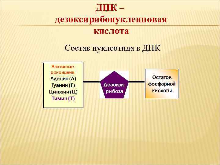 ДНК – дезоксирибонуклеиновая кислота Состав нуклеотида в ДНК 