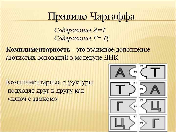 Правило Чаргаффа Содержание А=Т Содержание Г= Ц Комплиментарность - это взаимное дополнение азотистых оснований