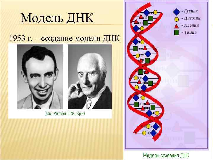 Модель ДНК 1953 г. – создание модели ДНК 