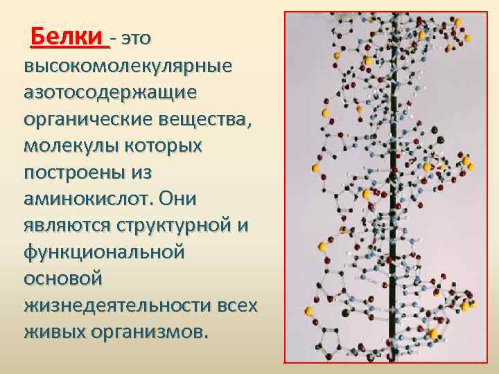 Белки - это высокомолекулярные азотосодержащие органические вещества, молекулы которых построены из аминокислот. Они являются